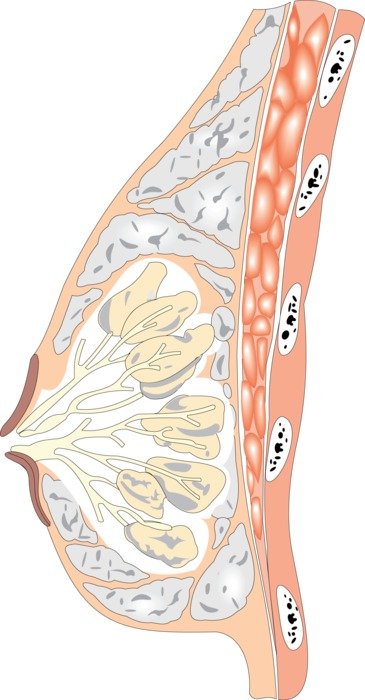 Breast Anatomy drawing