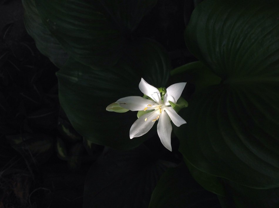 white flower in the dark