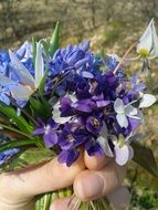spring blue flowers in the girls hand