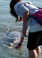 Dolphin feeding