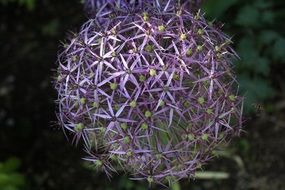 ball-shaped purple bud