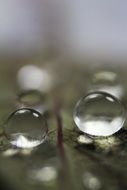 transparent drops of water in nature