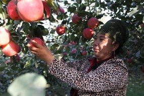 woman in the orchard