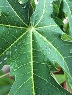 insanely beautiful Papaya Leaf
