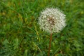 Spring dandelion in a grass