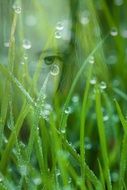 drops of dew on the grass