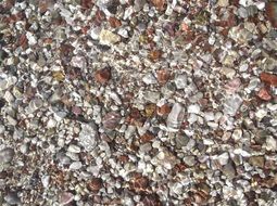 seashells on the beach in summer