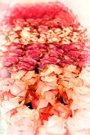 Rose Blossom Bloom Close