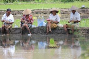 Working together on a farm