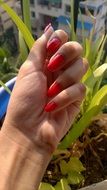 red manicure