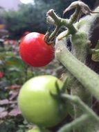red and green tomatoes on a branch closeup