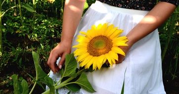 Sunflower in hands of Young Woman