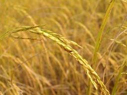 Golden ear on wheat
