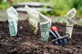 dollars are planted in the garden