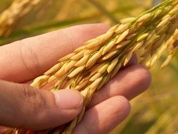 yellow ear of a plant in a man's hand