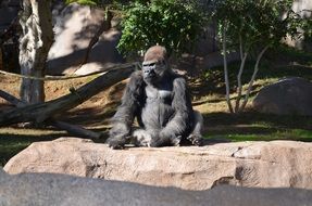 Gorilla San Diego