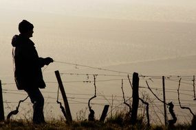 man working on vineyard at winter, winegrower