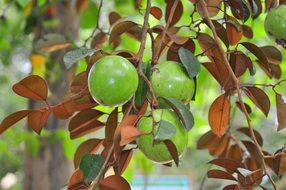unripe Star Apples on tree, Chrysophyllum cainito