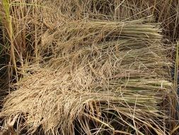 dry grass in agriculture