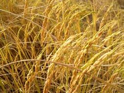 field with yellow grass in agriculture