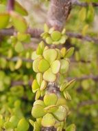 Bacon tree with green thick leaves on it