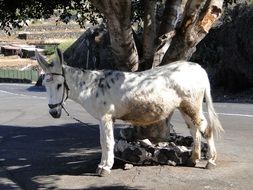 pony on the city street