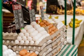 Eggs Market