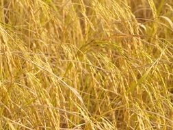 dry grass background