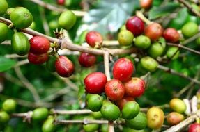 Natural Coffee Beans