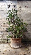 Potted Crassula Ovata plant