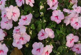 pink busy lizzie bush