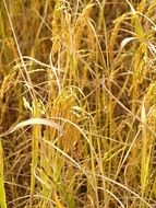 dry stalks of cereal plants