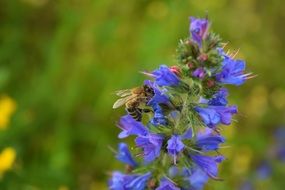 bee on a blue summer inflorescence