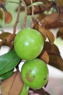 green organic apples on the tree