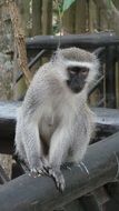 monkey sitting on a wooden beam in africa