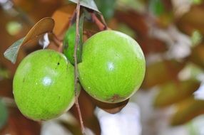ripening star apples