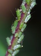 lot of Greenfly on stem of plant