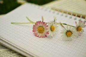 daisies on the empty notepad