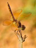 big dragonfly with beautiful orange wings