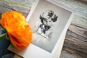 orange buttercup on photo