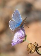 blue polyommatus icarus on the wild flower