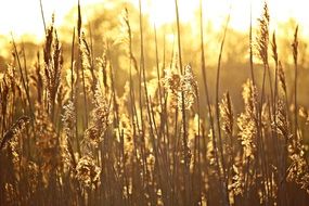 cane in back light at Sunrise