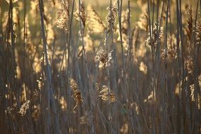 reed at sunrise close-up on blurred background
