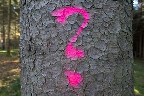 pink question mark on a tree trunk