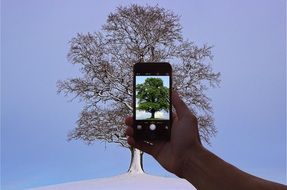 photo of a green tree on a smartphone on a background of a lonely tree in winter