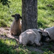 Sheeps Resting beneath tree