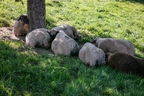 sheep in the shade of a tree