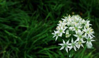 closeup photo of white inflorescence of chives