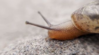 Macro Slug