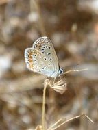 Polyommatus Icarus